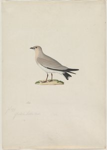 Malá Pratincole Glareola lactea, 19. století. od Paul Huet
