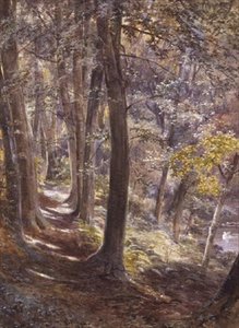 Woodland Glade