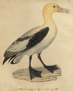 Albatros s krátkým ocasem (barevná rytina)