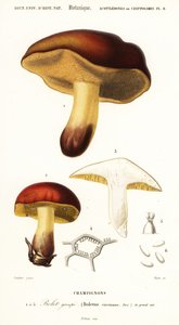 Hřib hřib, Boletus circinans., 1849 (rytina)