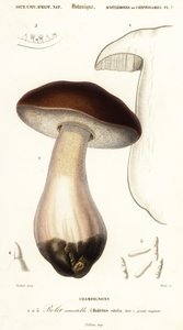 Cep, penízovka, hřib hřib nebo hřib, hřib smrkový. ,1849 (rytina)