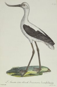 Avocet bělohlavý, počátek 19. století (barevná rytina)