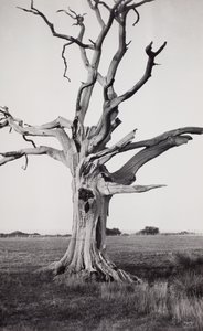 Mrtvý strom, Romney Marsh od Paul Nash