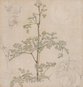 Studie kerblíku od Paul Sandby