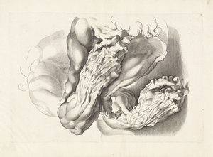 Anatomické studie paží Kniha kreslení Petera Paula Rubense (název série) od Paulus Pontius