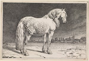  od Paulus Potter