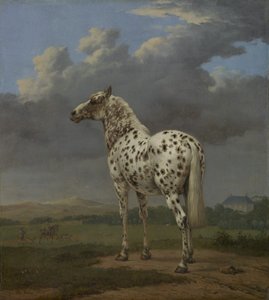 "Piebald" kůň, kolem 1650-4 (olej na plátně) od Paulus Potter