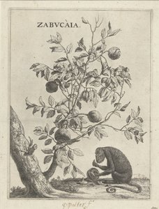 Zabucaiaboom en een aap Zabvcàia (název na objektu) od Paulus Potter