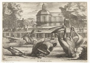 pelikáni des Pelicans de Mere (název na objektu) Ptáci ze zvěřince ve Versailles (název série)