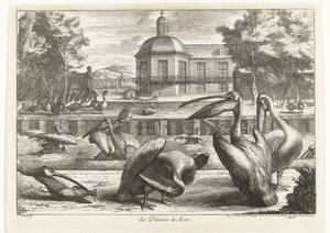 pelikáni des Pelicans de Mere (název na objektu) Ptáci ze zvěřince ve Versailles (název série)