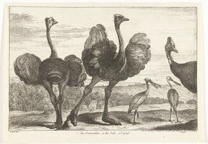 Pštrosi, Cassowary a Spoonbill 1. Autruches. 2. des Pals. C. neformální Ptáci ze zvěřince ve Versailles (název série)