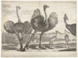 Pštrosi, Cassowary a Spoonbill Ptáci ze zvěřince ve Versailles (název série)