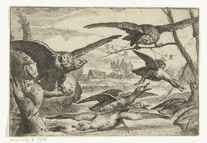 Roofvogels Různí ptáci (název série) od Peeter Boel