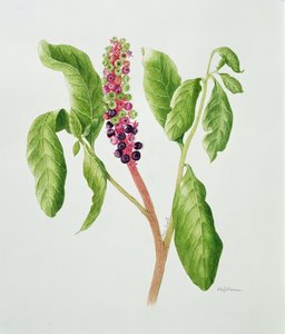Phytolacca (akvarel) od Peggy Wyatt