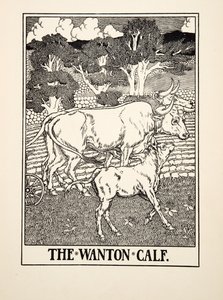 The Wanton Calf, ze Sto bajek o Ezopovi, pub.1903