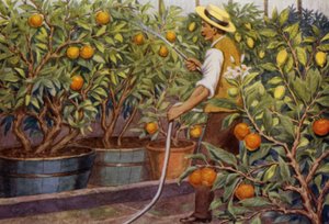 Pomeranče a citrony (barva litho)