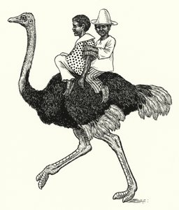 Jízda na pštrosech (litho)