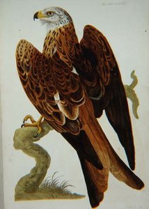 Kite (Milvus milvus) nebo Glead, deska z 