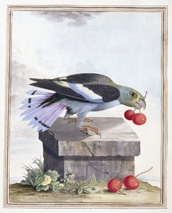Deska VIII od Peter Brown