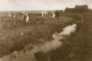 Dobytek na močálu, kolem roku 1886