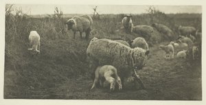 Pastorační pochod (Suffolk) od Peter Henry Emerson