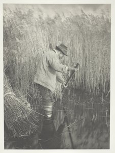 Řezačka rákosu při práci od Peter Henry Emerson