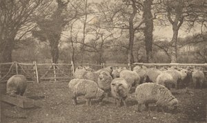  od Peter Henry Emerson