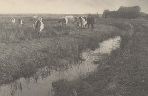 Dobytek na blatech, 1886 (foto) od Peter Henry Emerson