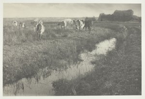 Dobytek na blatech od Peter Henry Emerson