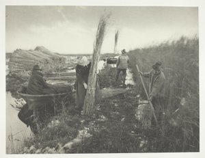 Během sklizně rákosu od Peter Henry Emerson