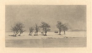 Sukovité trnité stromy od Peter Henry Emerson