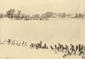 Bažinný plevel, v roce 1895 nebo dříve (foto) od Peter Henry Emerson