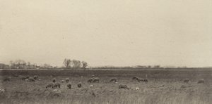 Bažiny u Severního moře od Peter Henry Emerson