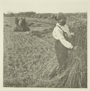 Šokující kukuřice (Norfolk) od Peter Henry Emerson