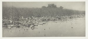 Lekníny od Peter Henry Emerson