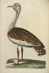 Drop drop, ilustrace z „The British Zoology“ od Thomase Pennanta