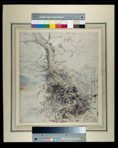 Umírající strom, jeho kmen pokrytý ostružiním, vedle plotu, kolem 1618-20 (pero a inkoust přes křídy s mytím na papíře) od Peter Paul Rubens