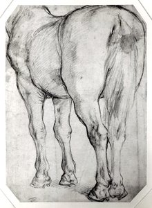 Zadní část koně od Peter Paul Rubens