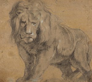 Lev, cca 1612-13 (černá křída na papíře) od Peter Paul Rubens