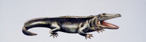 Cyclotosaurus sp, Mastodonsauridae, pozdní trias, dílo Petera Rosse
(foto) od Peter Ross