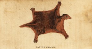Lemur filipínský, Cynocephalus volans., 1800 (rytina) od Peter Simon Pallas