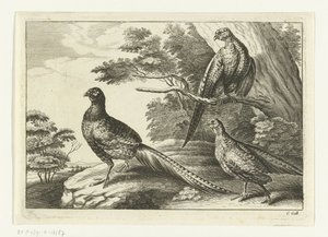 Tři bažanti Diversarum avium species (název série) Různí ptáci (název série)
