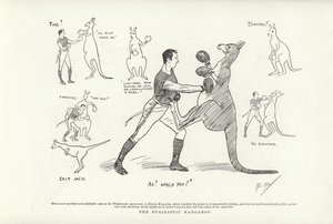 Pugilistický klokan od Phil May