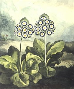 Petrklíč: Primula auricula, vyrytý Sutherlandem, z „Chrámu Flory“ Roberta Thorntona z roku 1807 od Philip (after) Reinagle