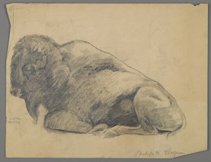 Bison (grafit na papíře)