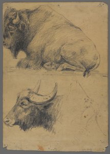 Bison a hlava vodního buvola (grafit na papíře) od Philip H. Wolfrom