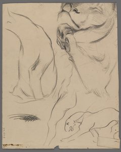 Studie lva (grafit na papíře) od Philip H. Wolfrom