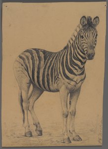 Zebra (grafit na papíře)