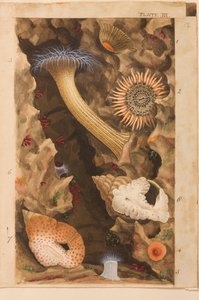 Talíř III, studie pro „Actinologia Britannica: Historie britských mořských sasanek a korálů“, kolem 1858-60 (grafit, wc a kvaš na papíře)