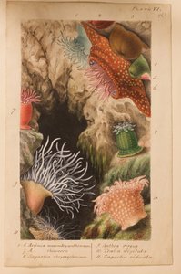 Deska VI, studie pro "Actinologia Britannica: A History of the British Sea Anemones and Corals", cca 1858-60 (grafit, kvaš a čb na papíře).